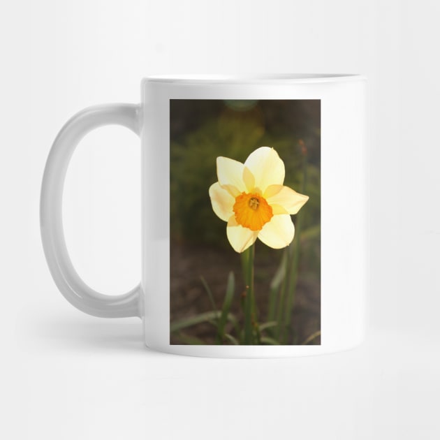 Yellow Daffodil by pinkal